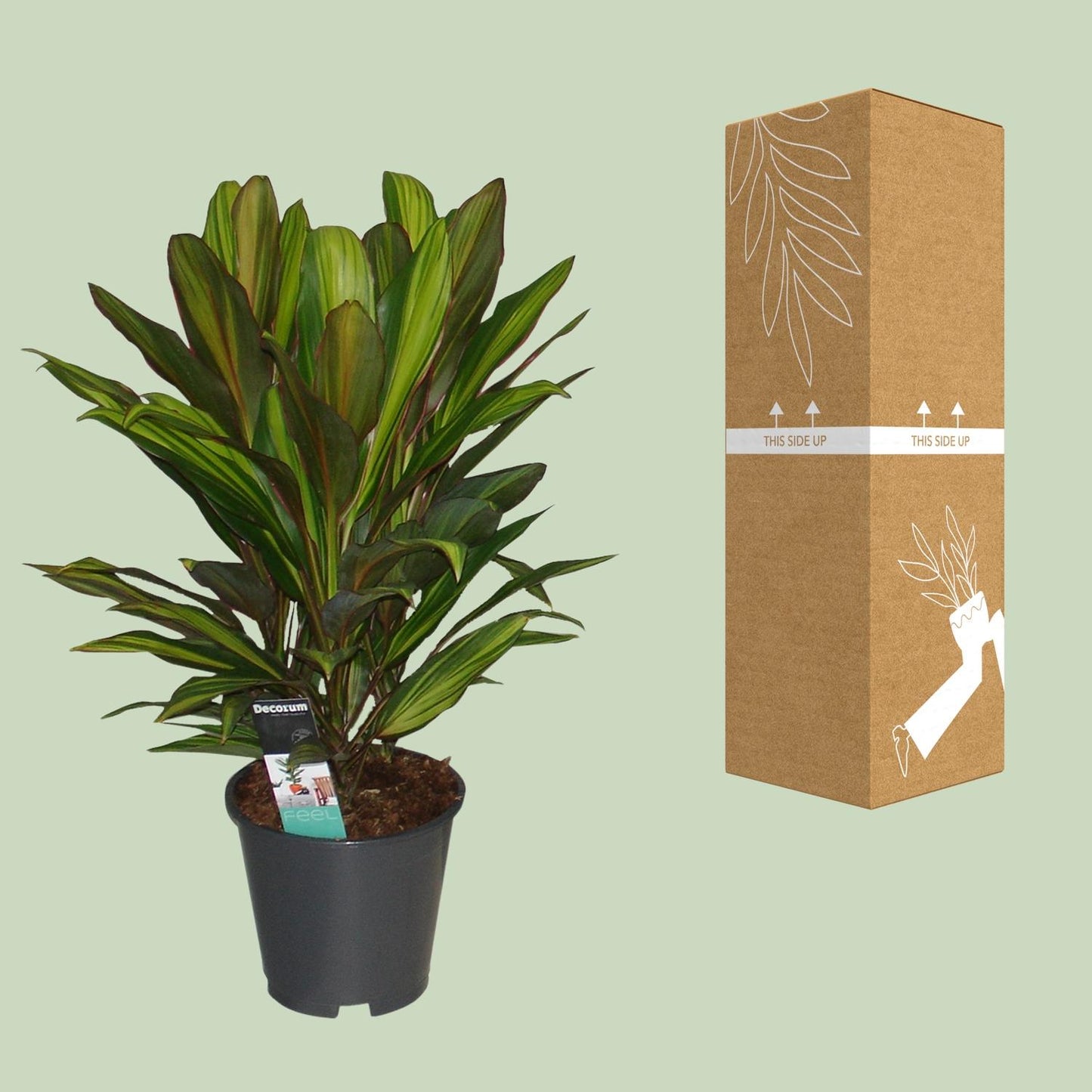 Cordyline Kiwi - Ø19cm - ↕55cm
