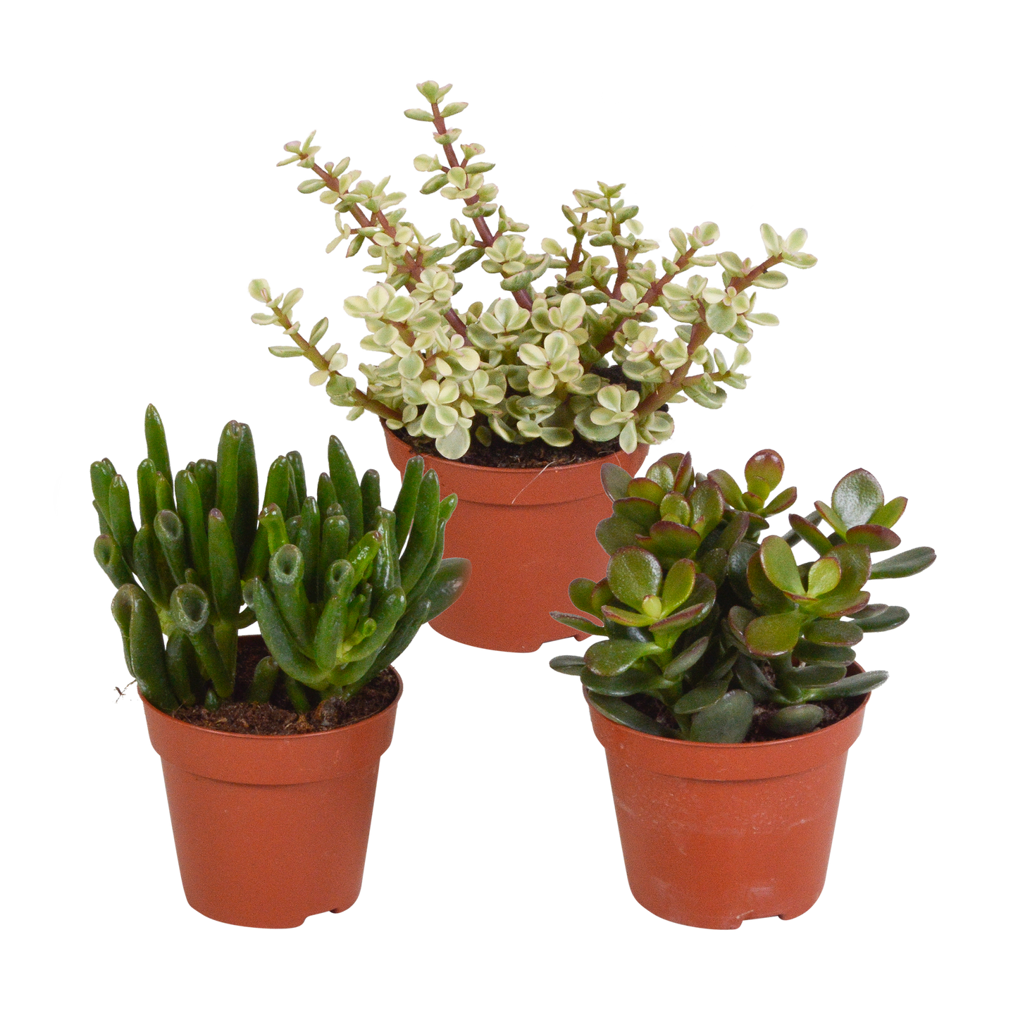 Dickblatt Mix 8,5 cm – 3er Set pflegeleichte Sukkulenten