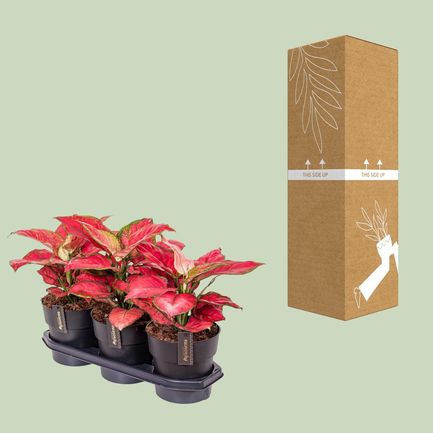 Aglaonema Red Joy - Ø19cm - ↕40cm