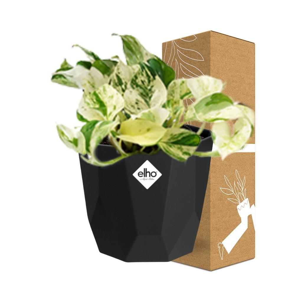 Epipremnum Pinnatum Happy Leaf in 14cm b.for rock living black