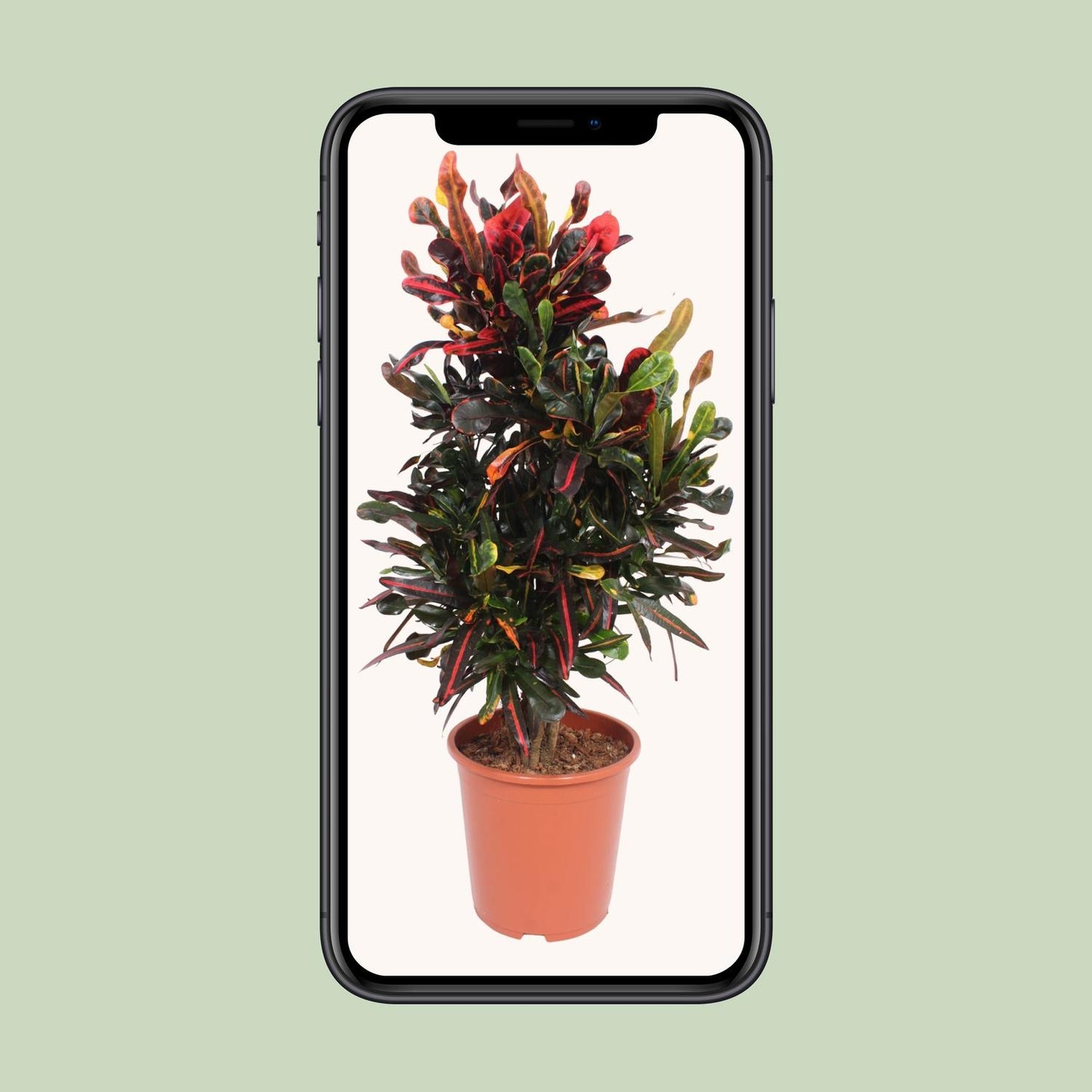 Codiaeum Variegatum Mammi - Ø27cm - ↕100cm