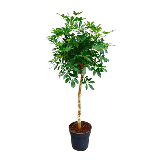 Strahlenaralie auf Stamm 170 cm – Schefflera Zimmerpflanze