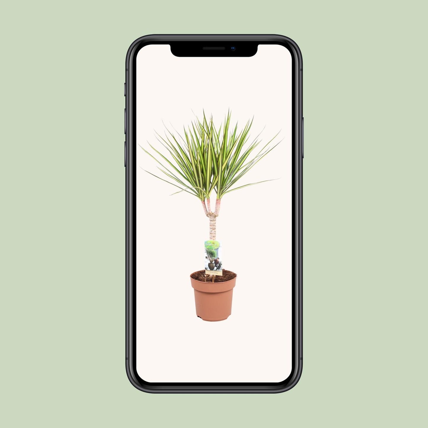 Dracaena Sunray Enkele Stam - Hoogte 65-75 - Ø17cm - ↕65cm