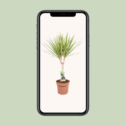 Dracaena Sunray Enkele Stam - Hoogte 65-75 - Ø17cm - ↕65cm