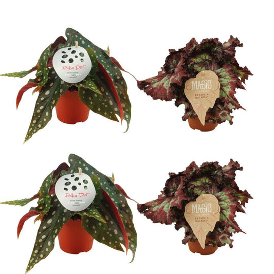 2x Begonia Maculata + 2x Begonia Rex Balboa - 4 stuks -  Ø12cm - ↕20-25cm