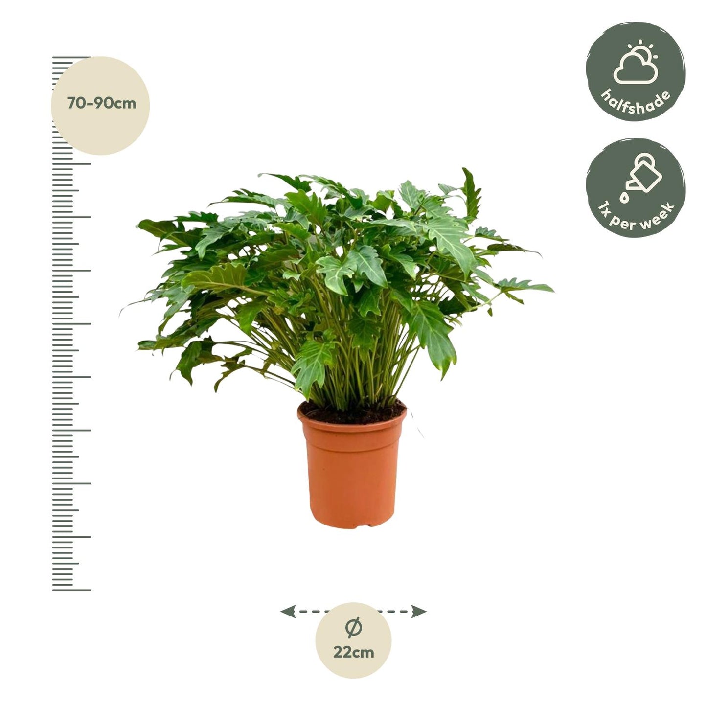 Xanadu-Philodendron 80 cm – Pflegeleichte Tropische Zimmerpflanze