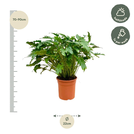 Xanadu-Philodendron 80 cm – Pflegeleichte Tropische Zimmerpflanze