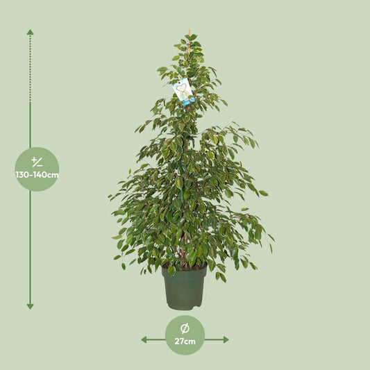Ficus Benjamina Golden King - Ø27cm - ↕130cm