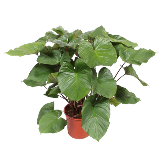 Homalomena Maggy – 130 cm Tropische Zimmerpflanze