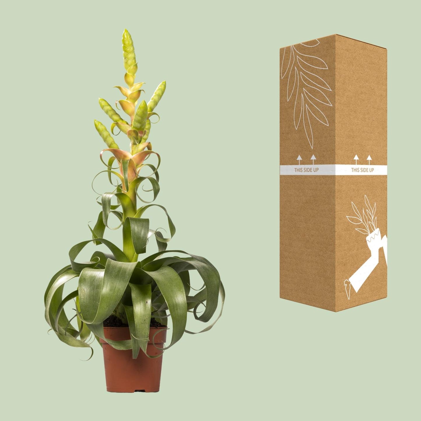 Tillandsia Samantha - Ø12cm - ↕55cm