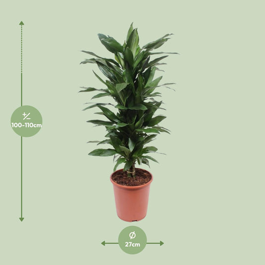 Dracaena Janet Lind - Ø27cm - ↕110cm