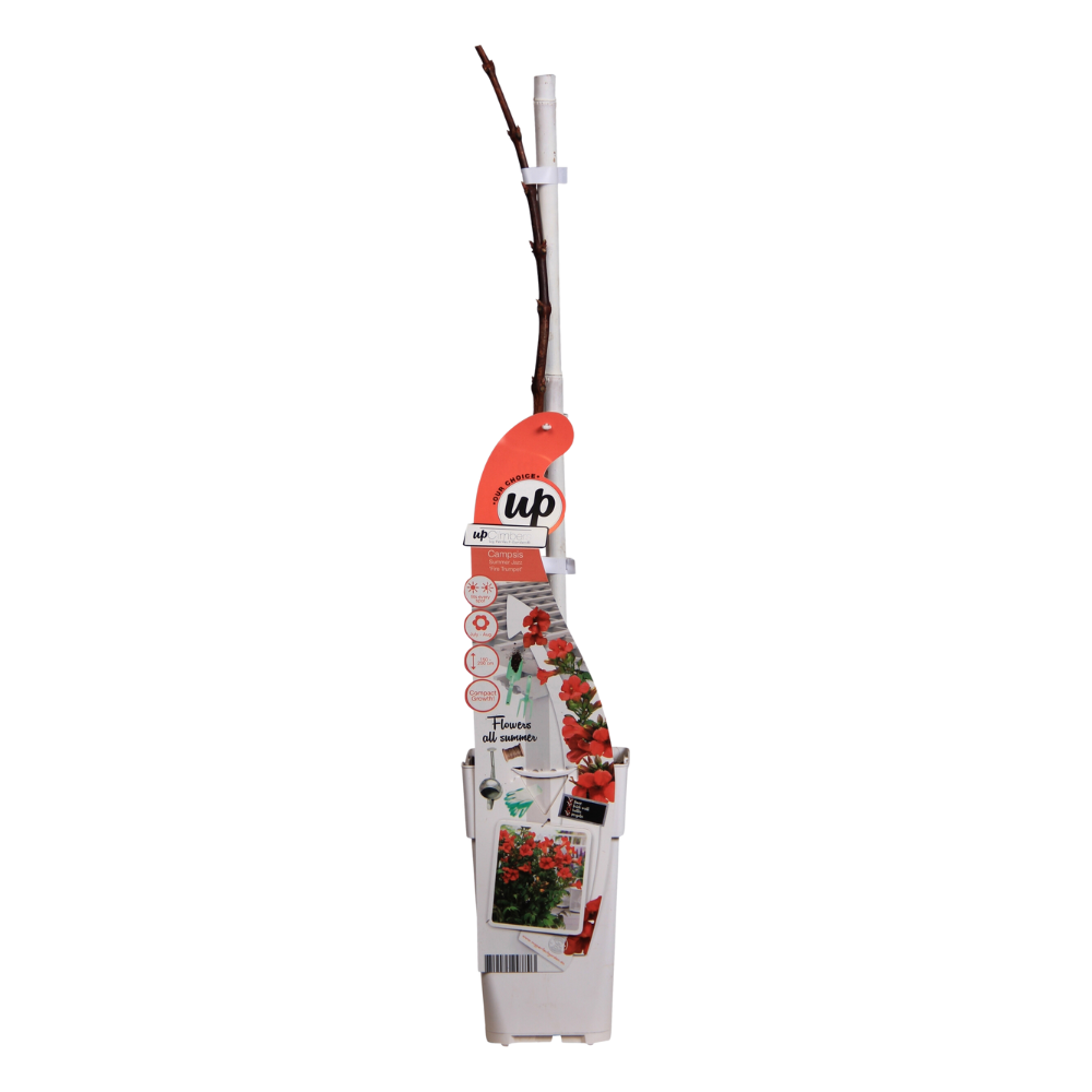 Campsis Summer Jazz Fire Trumpet - Ø19cm - ↕70cm - Ø15 - ↨65cm