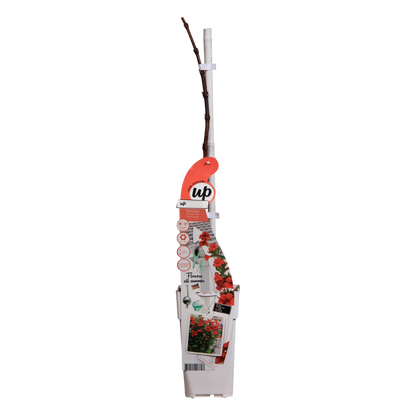 Campsis Summer Jazz Fire Trumpet - Ø19cm - ↕70cm - Ø15 - ↨65cm