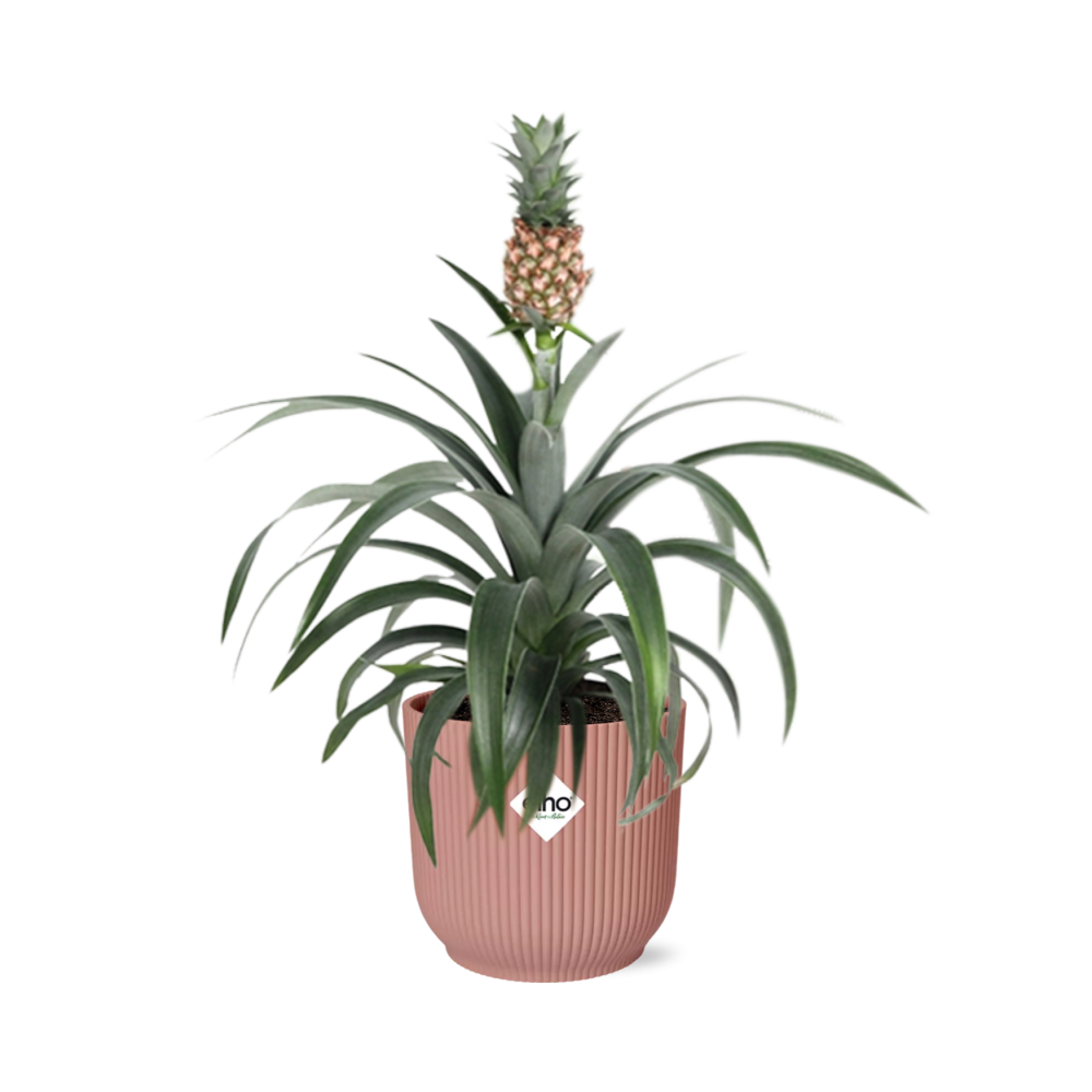 Mother's Day - Ananas Mi Amigo in ELHO Vibes Fold 14cm roze