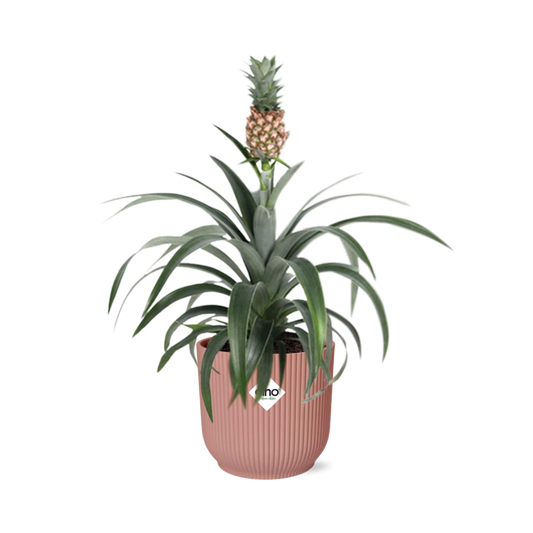 Mother's Day - Ananas Mi Amigo in ELHO Vibes Fold 14cm roze