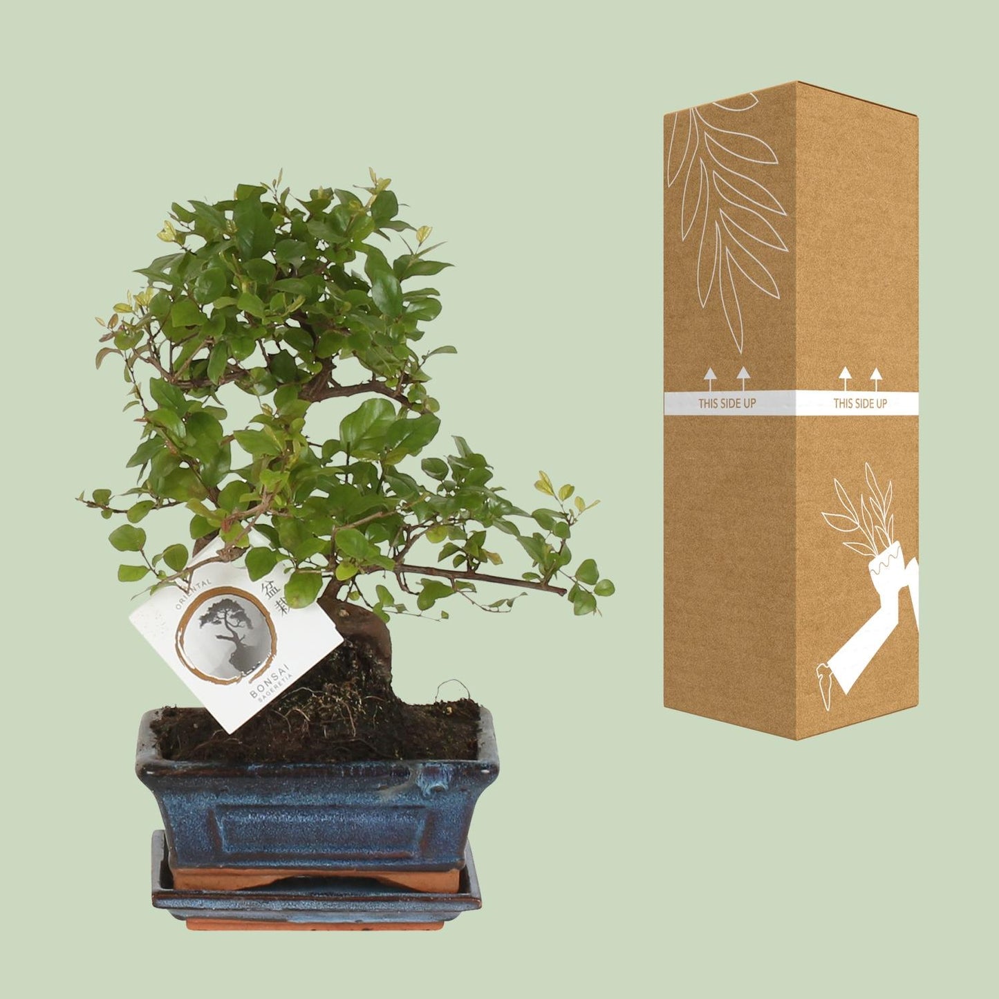 Bonsai 'Sageretia' S-vorm Ø15cm - ↕15cm