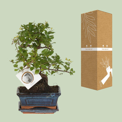 Bonsai 'Sageretia' S-vorm Ø15cm - ↕15cm
