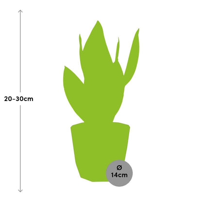 Sansevieria Futura Superba in 14cm b.for rock living black