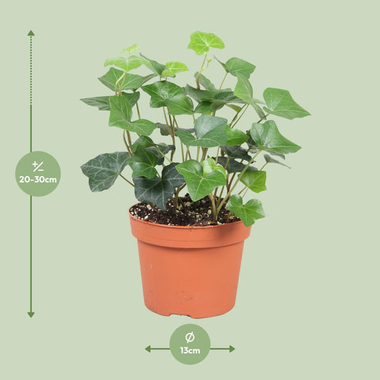 Hedera Hibernica - Ø13cm - ↕30cm