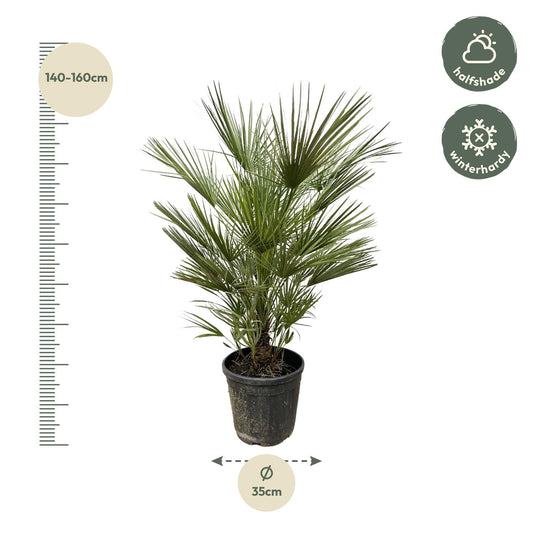 Zwergpalme 150 cm – Mediterrane, pflegeleichte Kübelpflanze