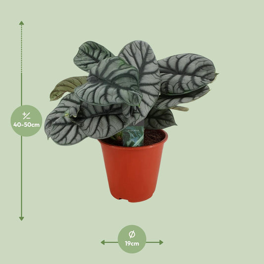 Alocasia Silver Dragon - Ø19cm - ↕45cm