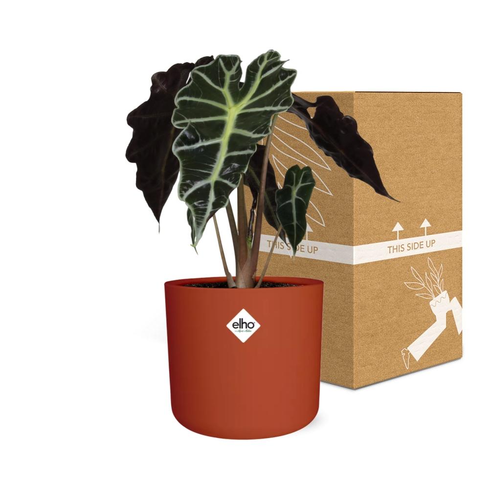 Alocasia ‘Polly’ in ELHO b.for soft rond 14cm brique