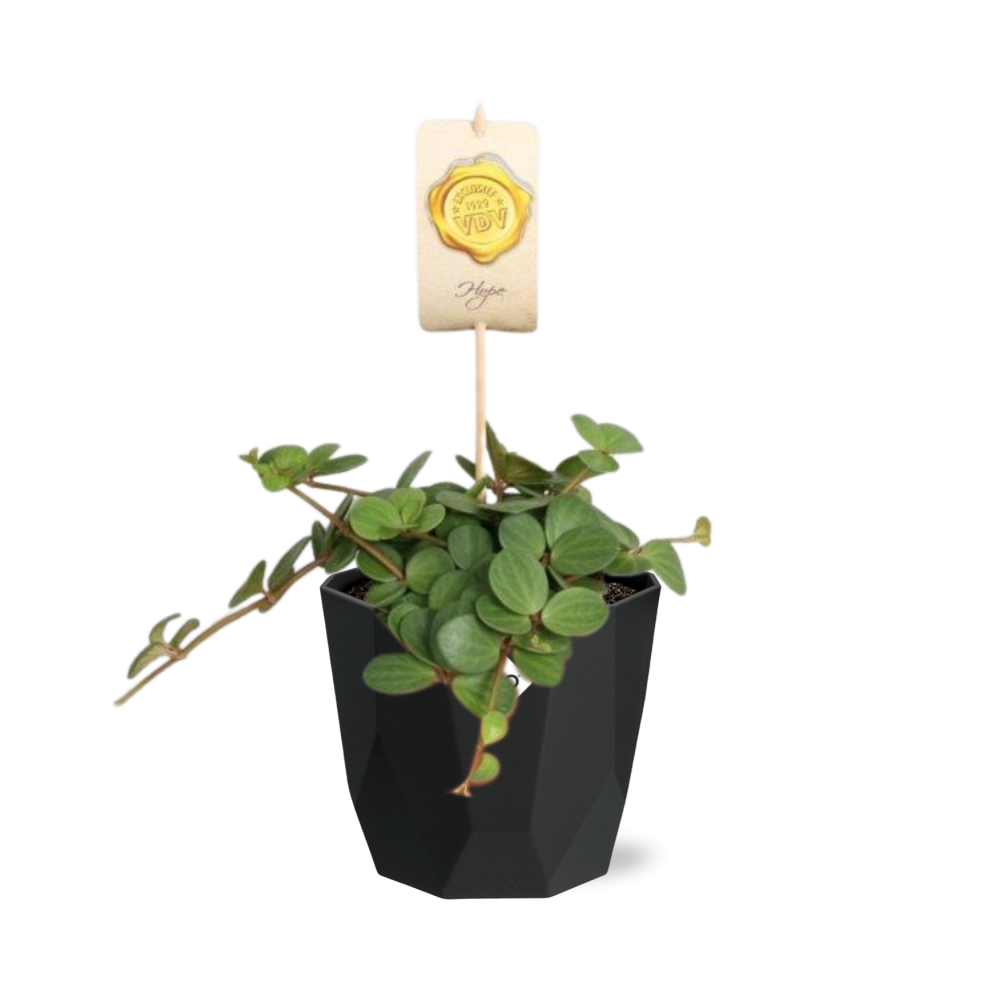 Peperomia ‘Hope’ in 14cm b.for rock living black