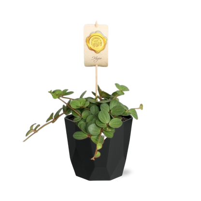 Peperomia ‘Hope’ in 14cm b.for rock living black
