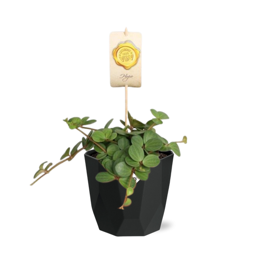 Peperomia ‘Hope’ in 14cm b.for rock living black