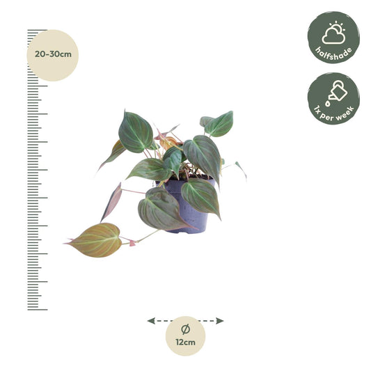 Philodendron 'Micans' – Samt-Philodendron Ø12cm, 25cm hoch