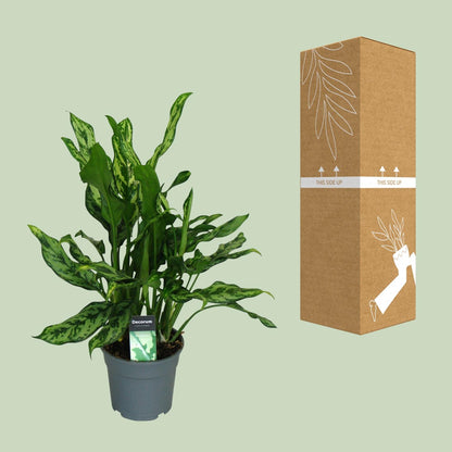 Aglaonema Maria - Ø17cm - ↕55cm