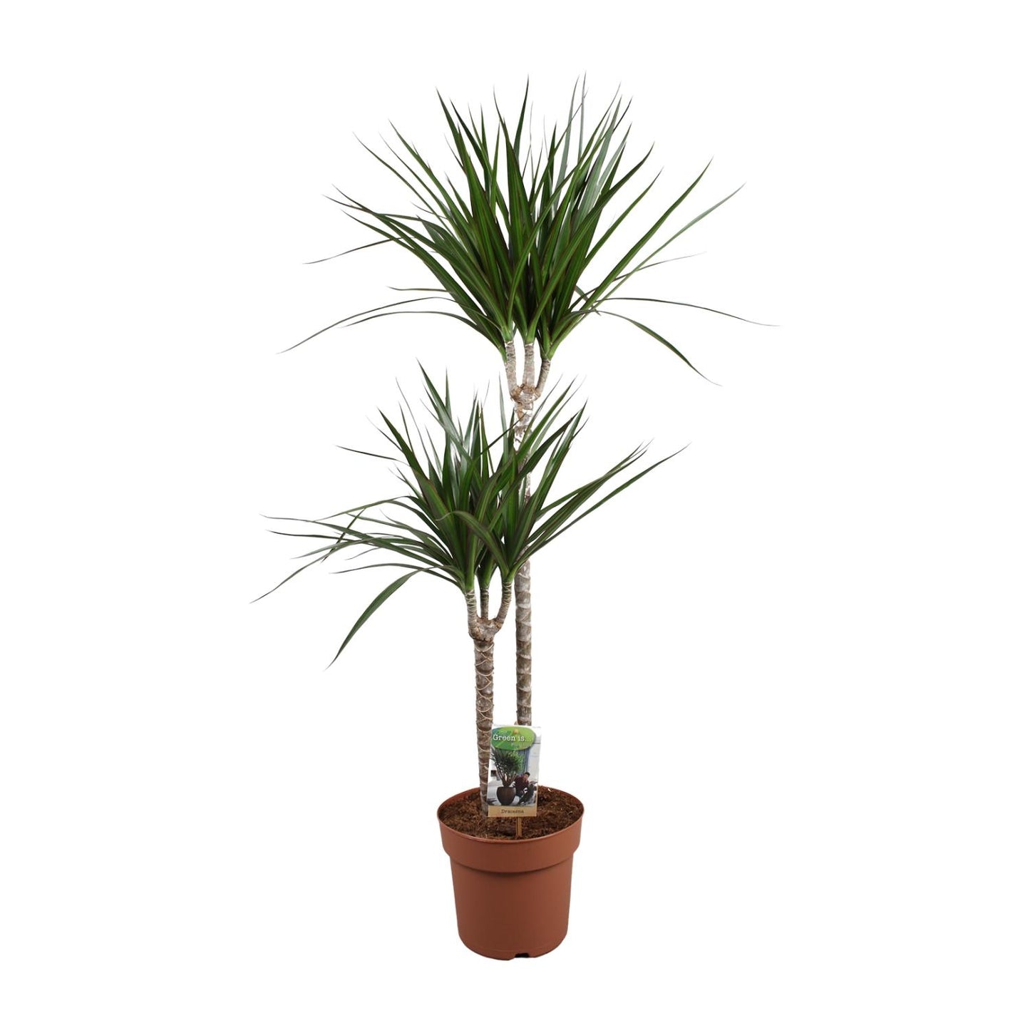 Dracaena Marginata - Ø19cm - ↕110cm
