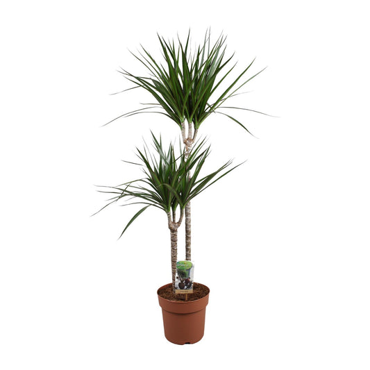 Dracaena Marginata - Ø19cm - ↕110cm