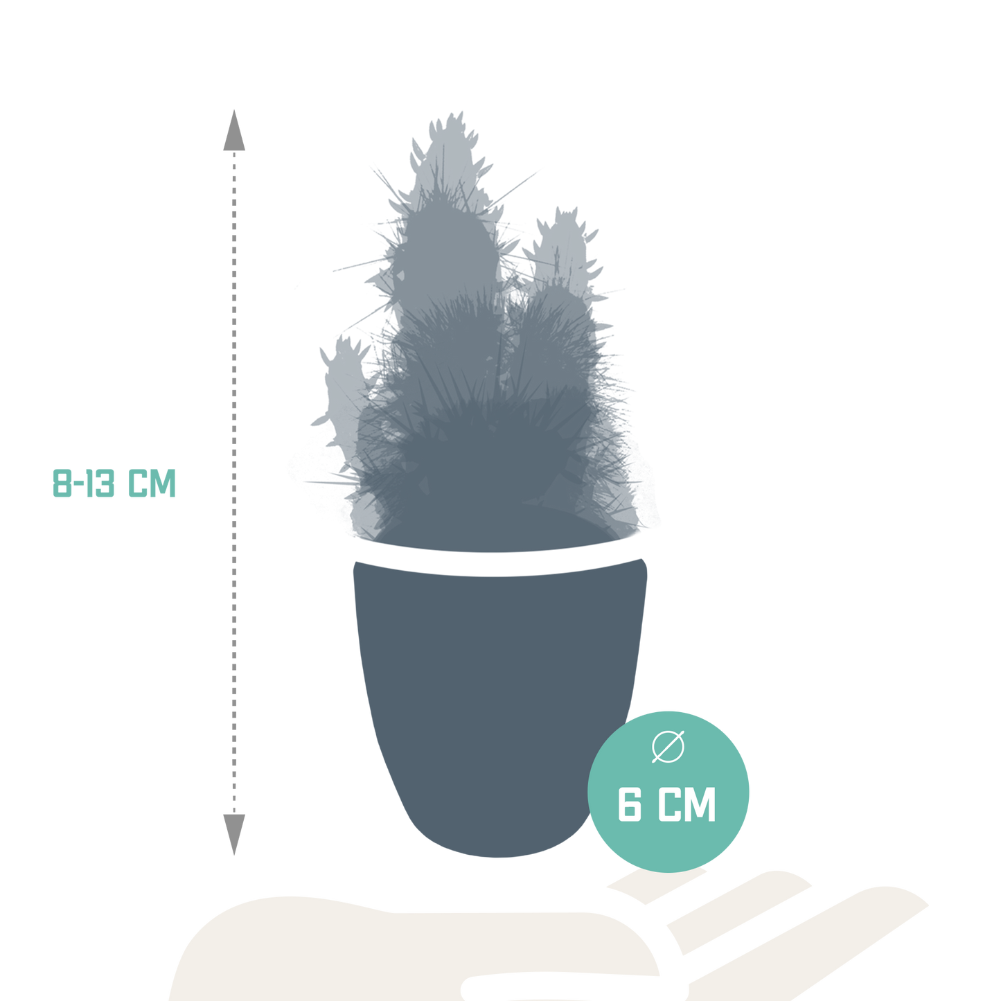 Cactus en vetplanten Mischung 5,5 cm | 15 stück - in witte pot