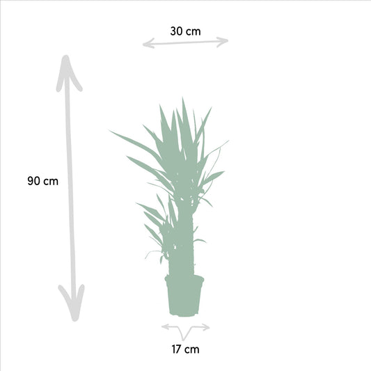 Yucca Palme 90 cm – Pflegeleichte exotische Zimmerpflanze