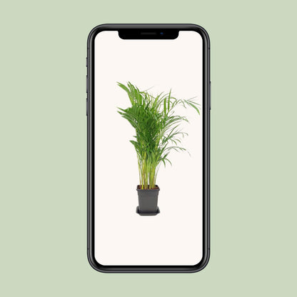 Dypsis Lutescens - Ø21cm - ↕100cm