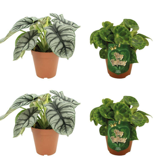 2x Alocasia Silver Dragon + 2x Begonia Kingiana - 4 stuks - Ø12cm - ↕20-45cm