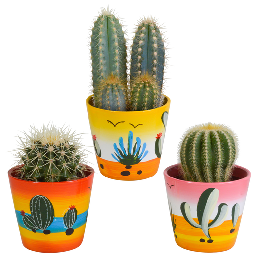 Kakteen Mix 3er Set im handbemalten Mexiko-Topf 8,5 cm