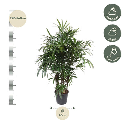 Damenpalme 190 cm – Elegante, pflegeleichte Zimmerpflanze