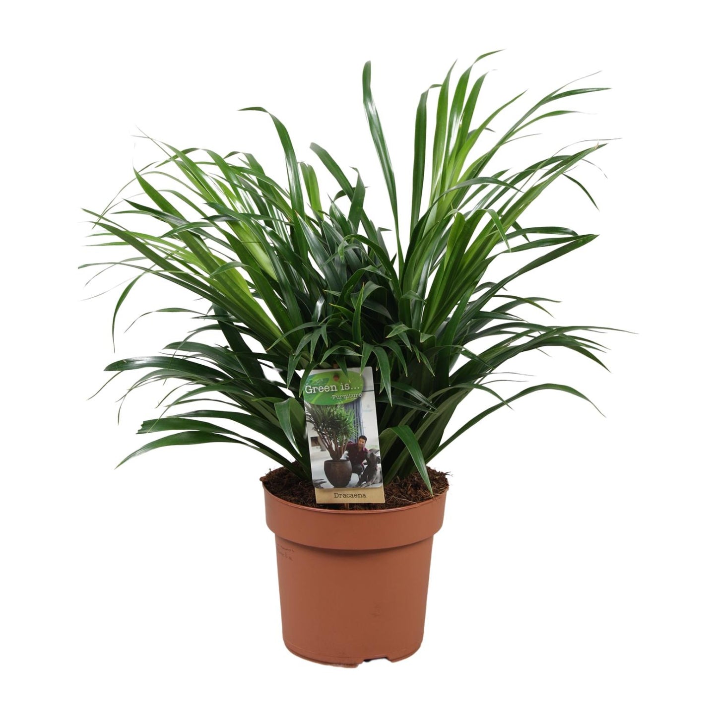 Dracaena Anita - Ø17cm - ↕45cm