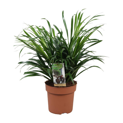 Dracaena Anita - Ø17cm - ↕45cm