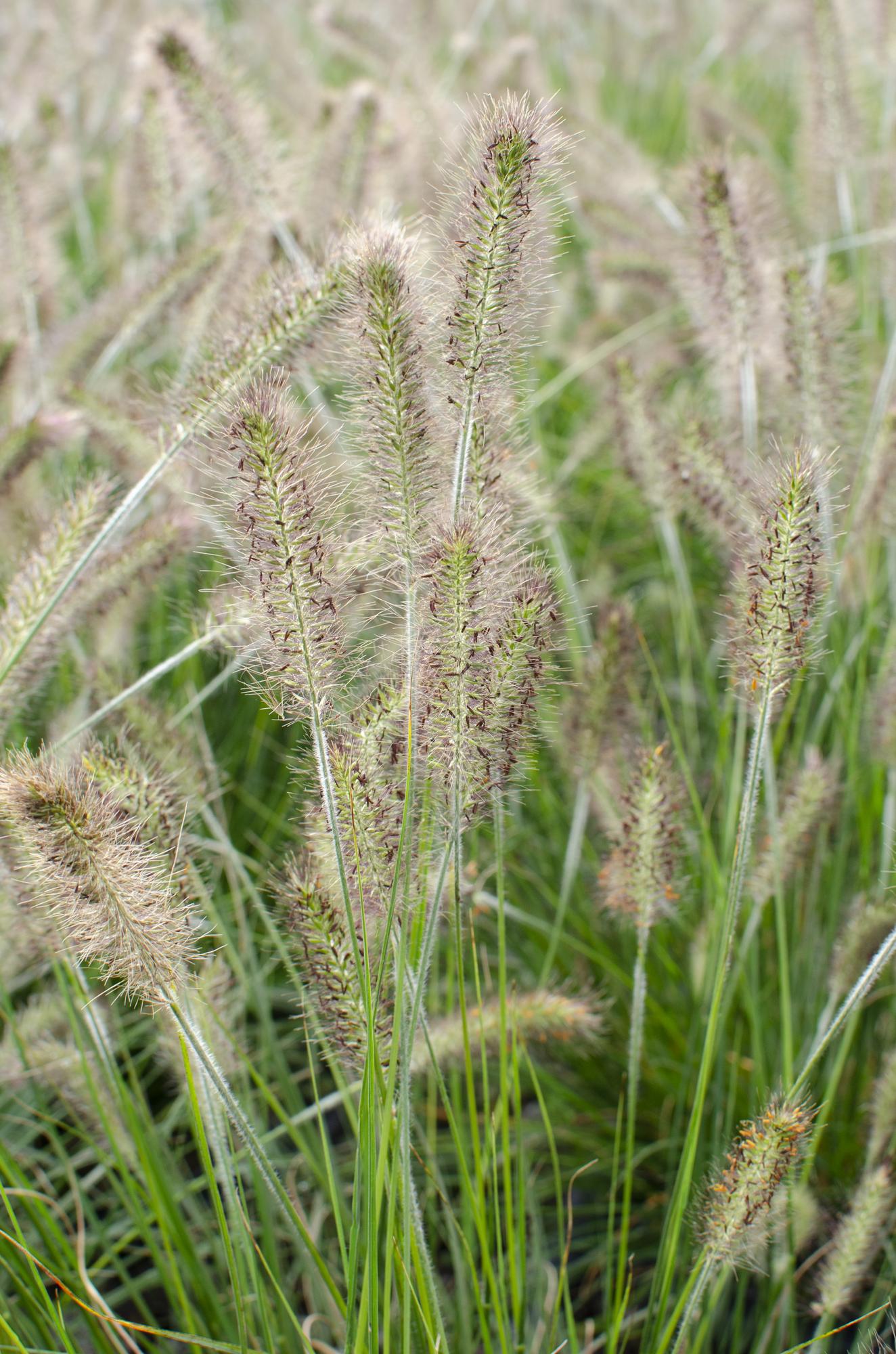 Pennisetum alopecuroides 'Hameln' - Ø19cm - ↕40cm - Ø19 - ↨40cm