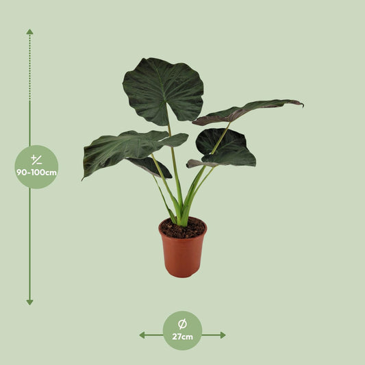 Alocasia Regal Shield - Ø27cm - ↕100cm