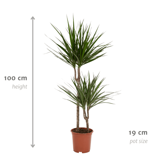 Drachenbaum Marginata 100 cm – Stilvolle Zimmerpflanze