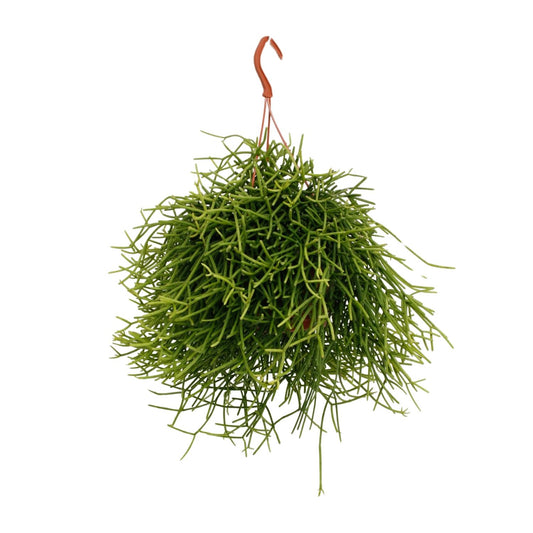 Rhipsalis Heteroclada - Ø17cm - ↕25cm
