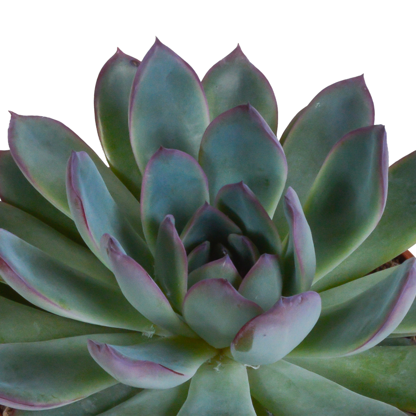 Echeveria Mix 3er Set im Terrakottatopf 10,5 cm