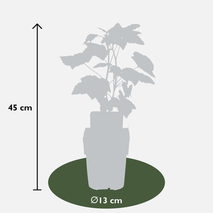 Ribes nigrum 'Ben Nevis' - Schwarze Johannisbeere - Ø13cm - ↕45cm