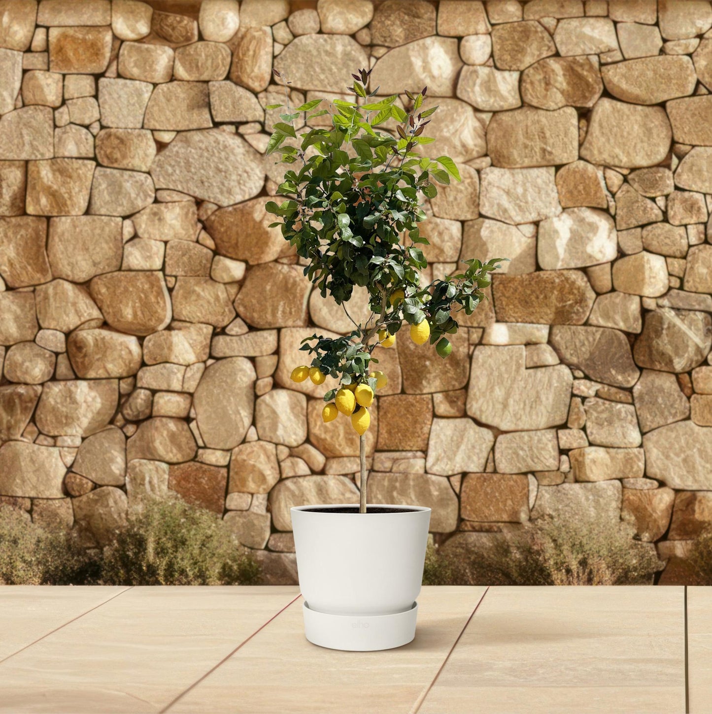 Zitronenbaum 150 cm – Duftende mediterrane Kübelpflanze