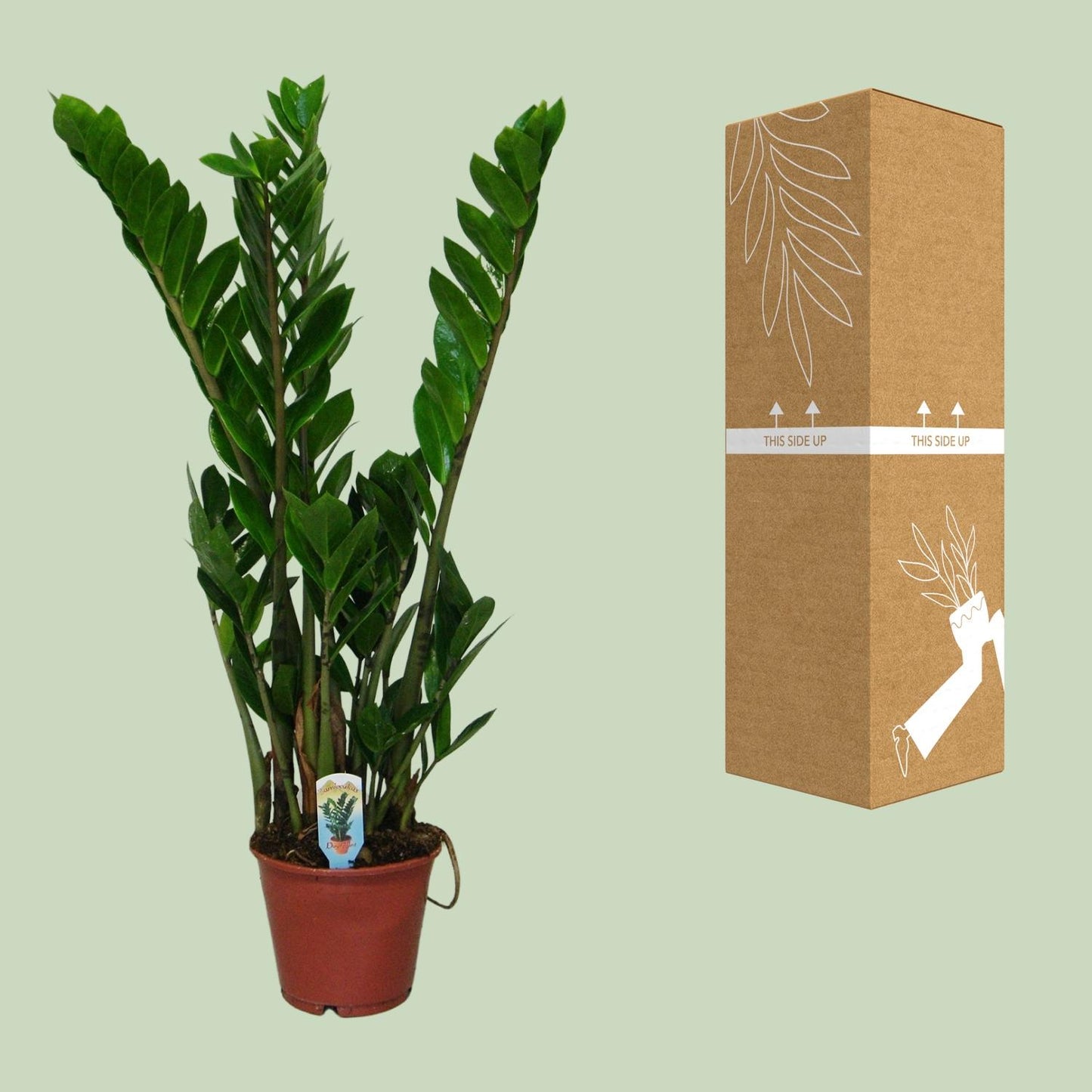 Zamioculcas Zamiifolia  - Ø14cm - ↕50cm
