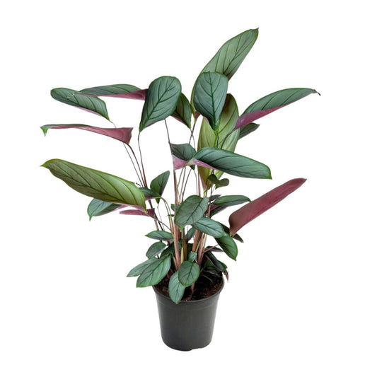 Ctenanthe Setosa - Ø17cm - ↕60cm
